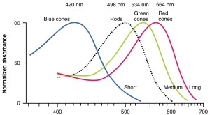 A chart showing the distribution of the sensitivity of eyes to red, green, blue and contrast.