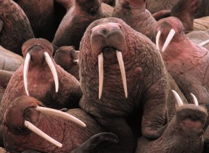 Group of large Walruses displaying large Tusks
